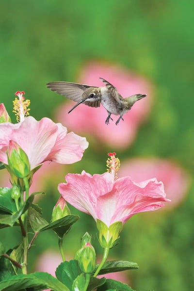 Ruby-throated Hummingbird young male in flight feeding, Hill Country, Texas, USA