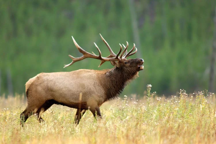 Bellowing Bull Elk II, Yellowstone National Park, Montana, USA