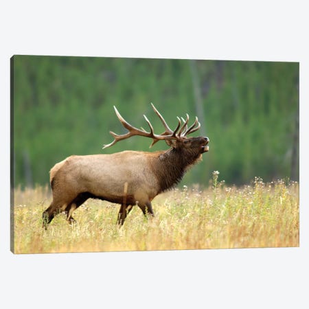 Bellowing Bull Elk II, Yellowstone National Park, Montana, USA Canvas Print #RNU2} by Rolf Nussbaumer Art Print
