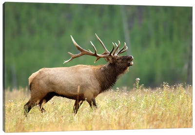 Bellowing Bull Elk II, Yellowstone National Park, Montana, USA Canvas Art Print - Wildlife Art