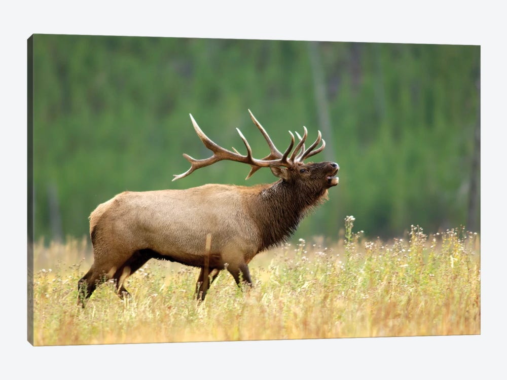 Bellowing Bull Elk II, Yellowstone National Park, Montana, USA by Rolf Nussbaumer 1-piece Art Print