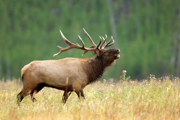 Bellowing Bull Elk II, Yellowstone National Park, Montana, USA