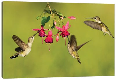 Black-chinned Hummingbird females feeding, Hill Country, Texas, USA Canvas Art Print - Hummingbird Art