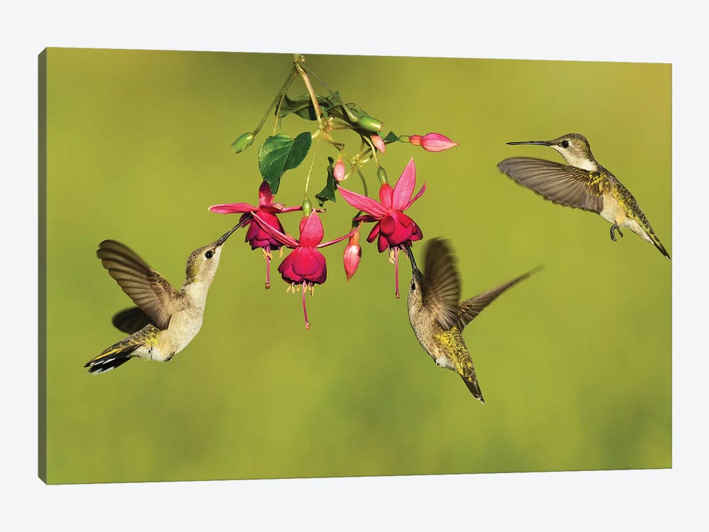 Black-chinned Hummingbird females feeding, Hill Country, Texas, USA by Rolf Nussbaumer 1-piece Canvas Art