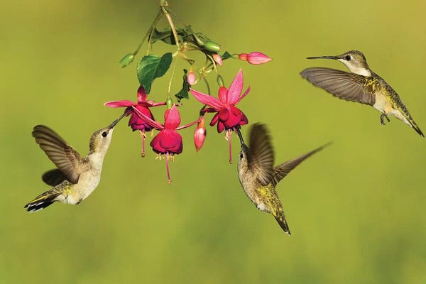 Rolf Nussbaumer: Black-chinned Hummingbird females feeding, Hill Country, Texas, USA by Rolf Nussbaumer