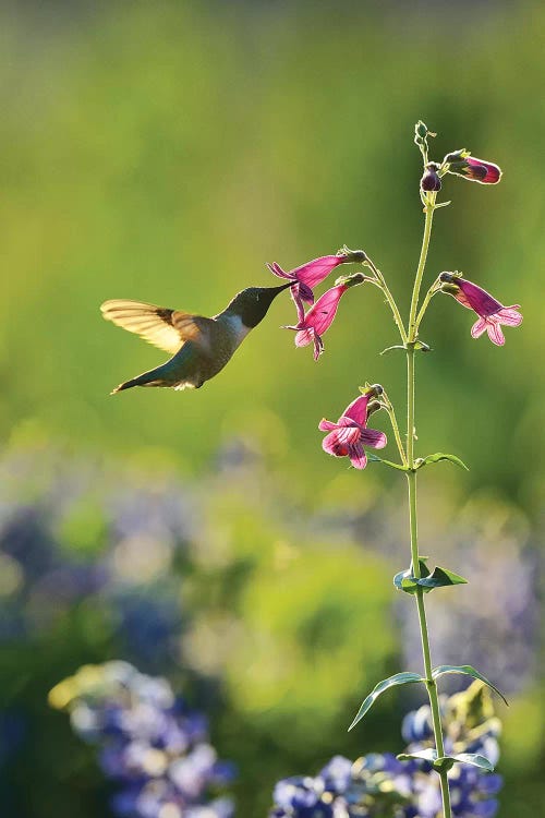 Black-chinned Hummingbird male feeding, Hill Country, Texas, USA