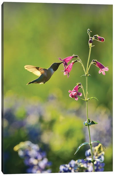Black-chinned Hummingbird male feeding, Hill Country, Texas, USA Canvas Art Print