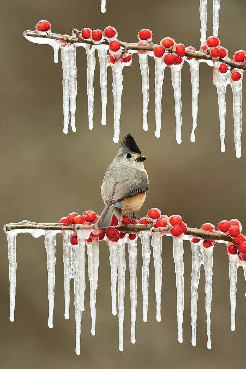 Black-crested Titmouse perched on icy Possum Haw Holly, Hill Country, Texas, USA