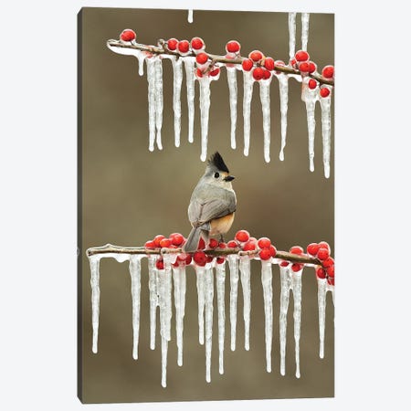 Black-crested Titmouse perched on icy Possum Haw Holly, Hill Country, Texas, USA Canvas Print #RNU5} by Rolf Nussbaumer Canvas Wall Art
