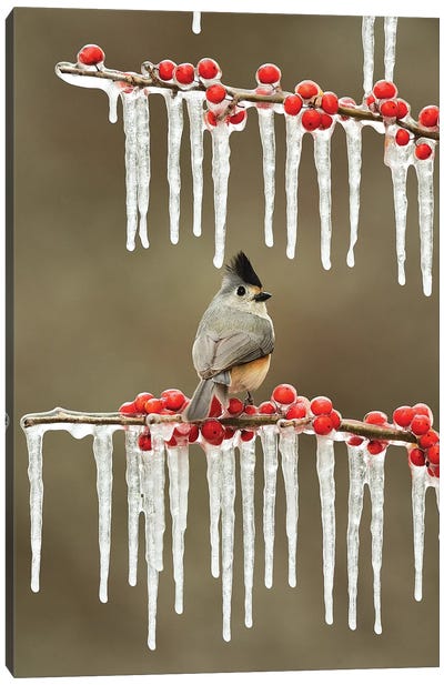Black-crested Titmouse perched on icy Possum Haw Holly, Hill Country, Texas, USA Canvas Art Print