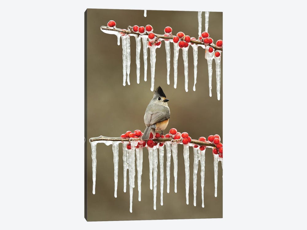 Black-crested Titmouse perched on icy Possum Haw Holly, Hill Country, Texas, USA by Rolf Nussbaumer 1-piece Canvas Artwork