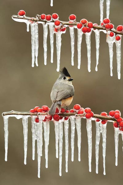 Black-crested Titmouse perched on icy Possum Haw Holly, Hill Country, Texas, USA