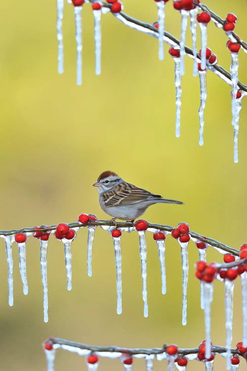 Chipping Sparrow perched on icy Possum Haw Holly, Hill Country, Texas, USA
