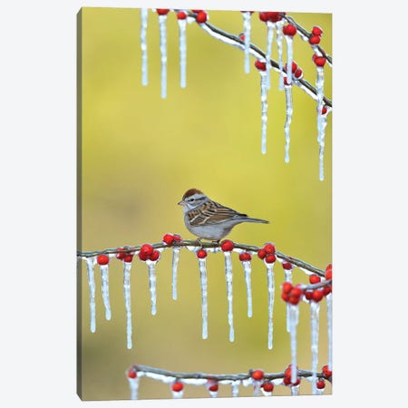 Chipping Sparrow perched on icy Possum Haw Holly, Hill Country, Texas, USA Canvas Print #RNU6} by Rolf Nussbaumer Canvas Wall Art