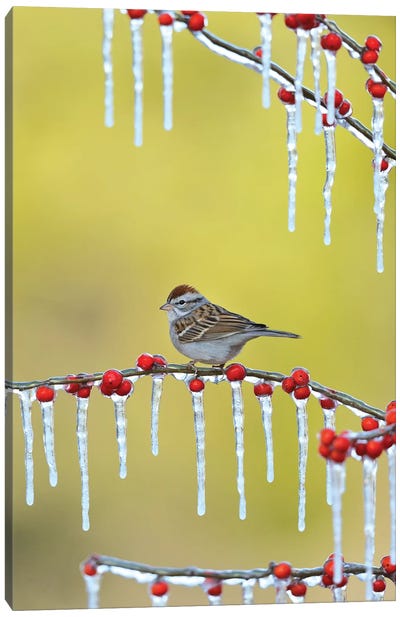 Chipping Sparrow perched on icy Possum Haw Holly, Hill Country, Texas, USA Canvas Art Print