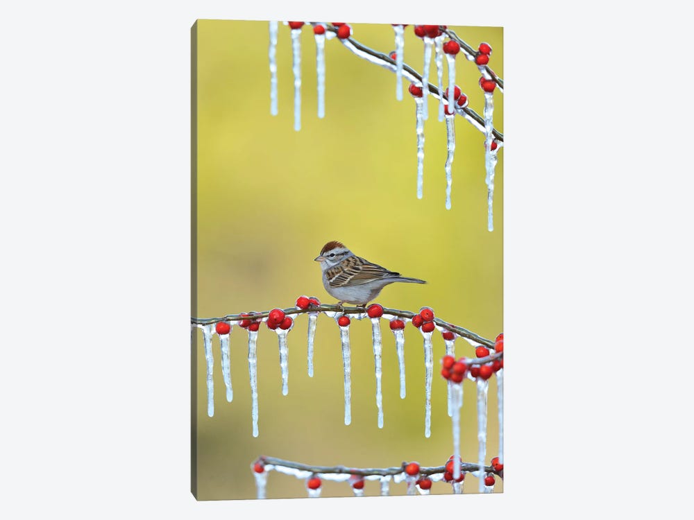 Chipping Sparrow perched on icy Possum Haw Holly, Hill Country, Texas, USA by Rolf Nussbaumer 1-piece Canvas Art Print