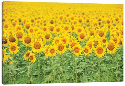 Common Sunflower, Helianthus annuus, field in bloom, Texas, USA Canvas Art Print - Sunflower Art