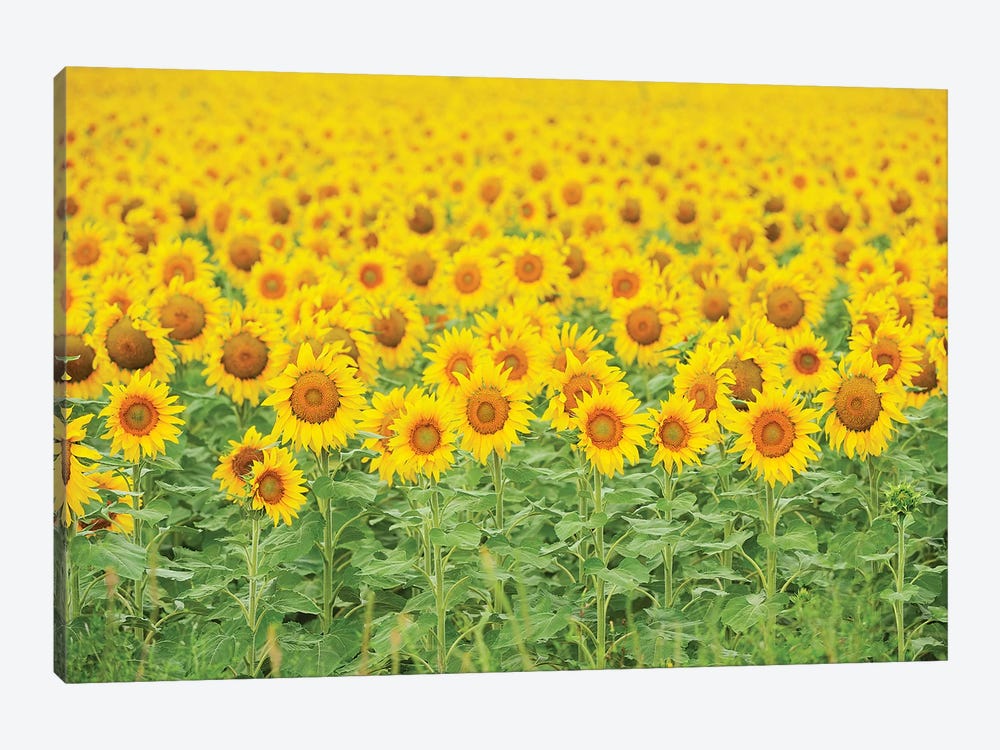 Common Sunflower, Helianthus annuus, field in bloom, Texas, USA by Rolf Nussbaumer 1-piece Canvas Wall Art