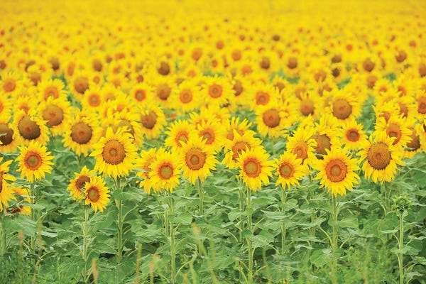 Rolf Nussbaumer: Common Sunflower, Helianthus annuus, field in bloom, Texas, USA by Rolf Nussbaumer