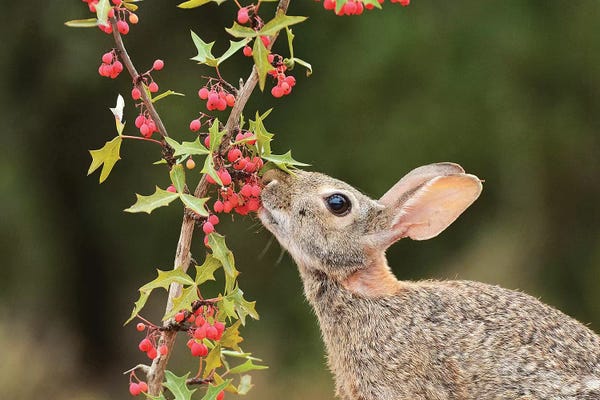 Eastern Cottontail eating Agarita berries, South Texas, USA