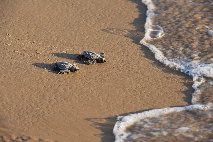 Kemp's riley sea turtle baby turtles walking towards surf, South Padre Island, South Texas, USA