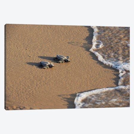 Kemp's riley sea turtle baby turtles walking towards surf, South Padre Island, South Texas, USA Canvas Print #RNU9} by Rolf Nussbaumer Canvas Art Print