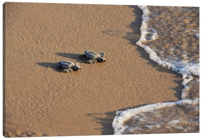 Kemp's riley sea turtle baby turtles walking towards surf, South Padre Island, South Texas, USA Canvas Art Print