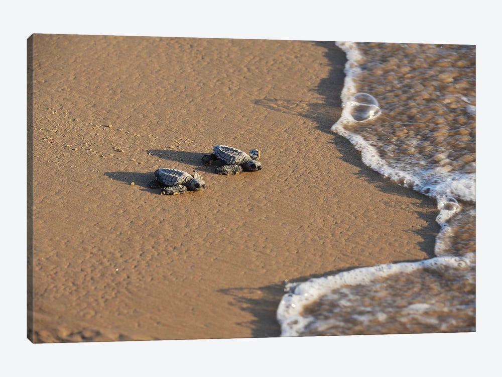 Kemp's riley sea turtle baby turtles walking towards surf, South Padre Island, South Texas, USA by Rolf Nussbaumer 1-piece Canvas Artwork