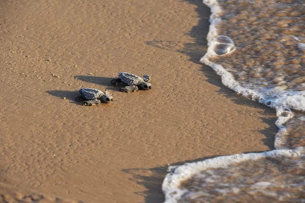 Kemp's riley sea turtle baby turtles walking towards surf, South Padre Island, South Texas, USA