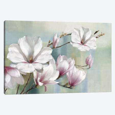 Magnolia Blooms Canvas Print #ROG5} by Rogier Daniels Canvas Wall Art