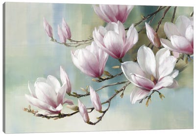 Magnolia Morning Canvas Art Print - Magnolia Art