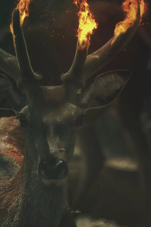 Deer Fire