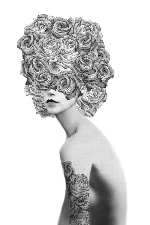 Rose I by Jenny Rome wall art
