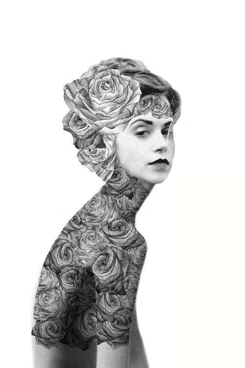 Rose II by Jenny Rome wall art