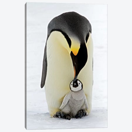 Emperor Penguin Parent Feeding Chick, Antarctica Canvas Print #ROR1} by Rob Reijnen Art Print