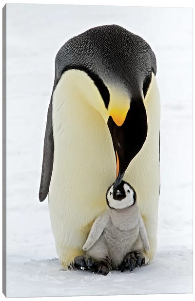 Emperor Penguin Parent Feeding Chick, Antarctica Canvas Art Print - Antarctica Art