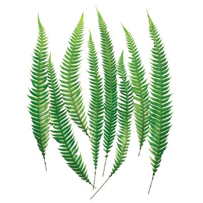 Fern by Barry Rosenthal metal wall art
