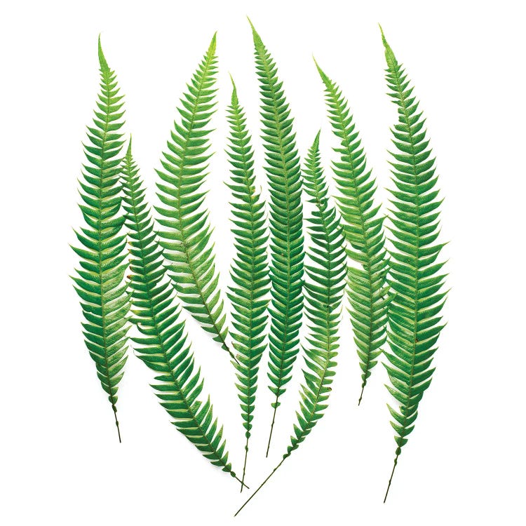 Fern by Barry Rosenthal wall art