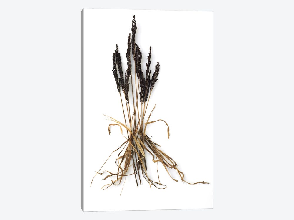 Fern And Grass by Barry Rosenthal 1-piece Art Print
