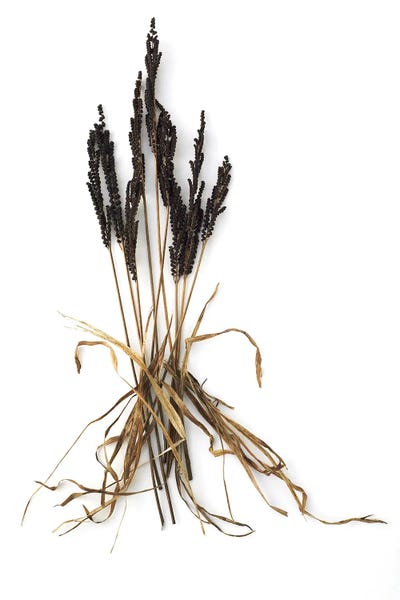 Grasses: Fern And Grass by Barry Rosenthal