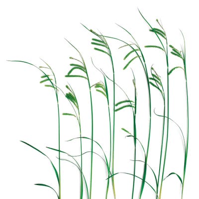 Flowing Grass by Barry Rosenthal canvas print