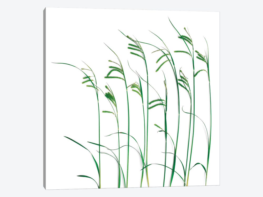Flowing Grass by Barry Rosenthal 1-piece Canvas Wall Art