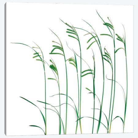 Flowing Grass Canvas Print #ROS12} by Barry Rosenthal Art Print