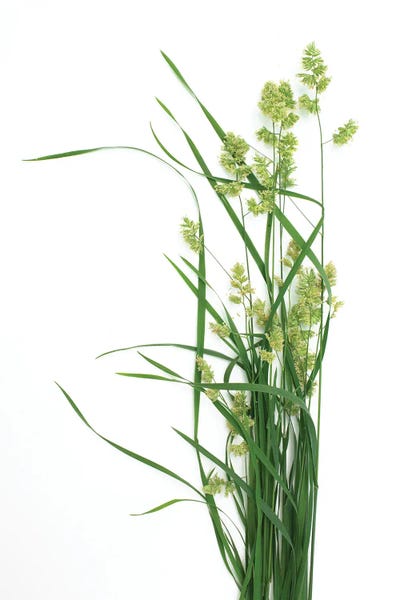 Grass, Effort, Pennsylvania by Barry Rosenthal canvas print