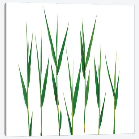 Grass, Hillsdale, New York Canvas Print #ROS14} by Barry Rosenthal Canvas Art