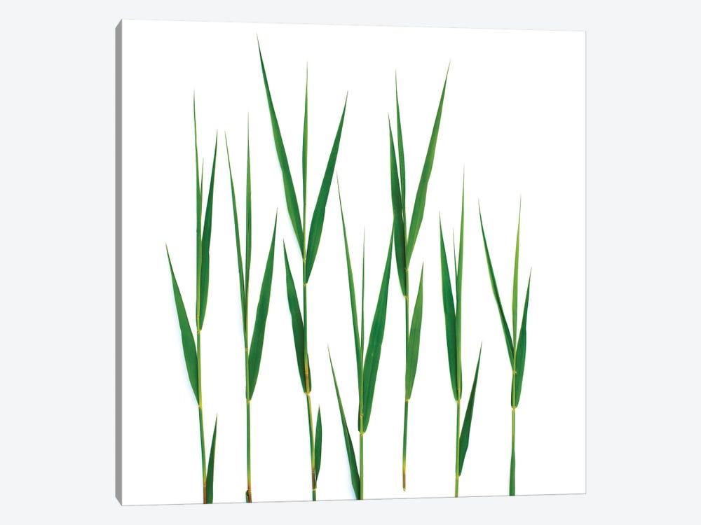 Grass, Hillsdale, New York by Barry Rosenthal 1-piece Canvas Art