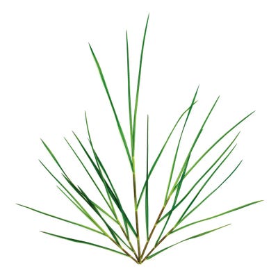 Grass, Northport, Michigan by Barry Rosenthal canvas print