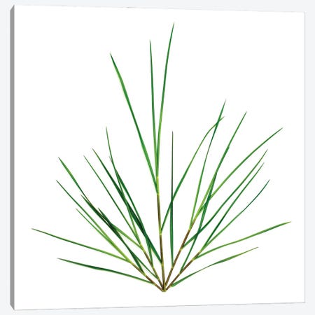 Grass, Northport, Michigan Canvas Print #ROS15} by Barry Rosenthal Canvas Art