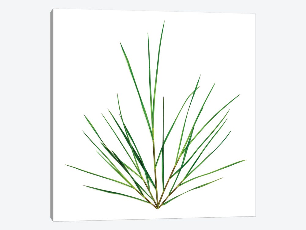 Grass, Northport, Michigan by Barry Rosenthal 1-piece Canvas Print
