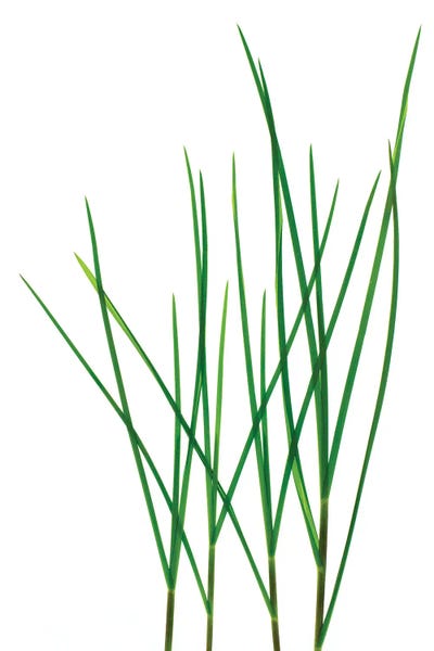 Grass, Vermont by Barry Rosenthal canvas print